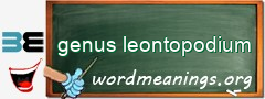 WordMeaning blackboard for genus leontopodium